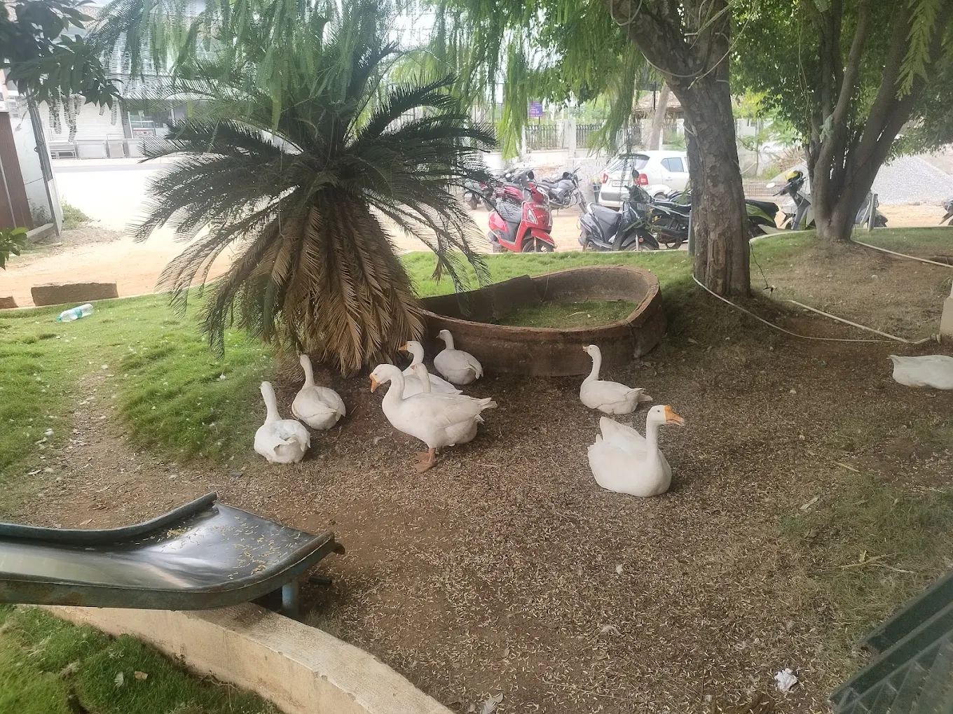 Pet-Friendly Zone view 1