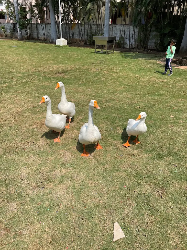 Pet-Friendly Zone view 2