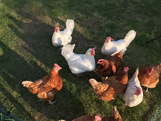 Pet-Friendly Zone view 3